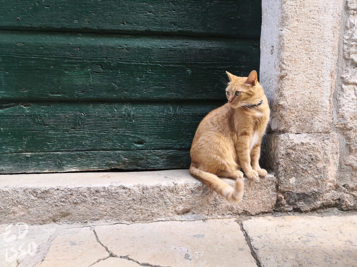 Cat in Rovinj