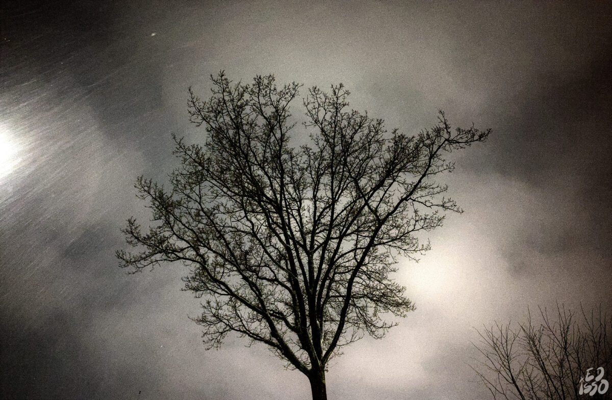 tree, night and a bit snowfall